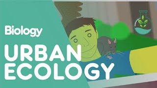 What Is Urban Ecology  Ecology amp Environment  Biology  FuseSchool [upl. by Gnilyam]