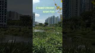 Singapore newly opened Bidadari nature park at woodleigh singapore ytshorts [upl. by Oflunra]