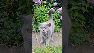 British Shorthair Cat Meowing britishshorthaircat britishblue [upl. by Bebe]