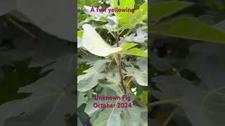 Unknown Fig october2024 fig viral shorts short garden orchard figtree tree gardening leaf [upl. by Doownyl]