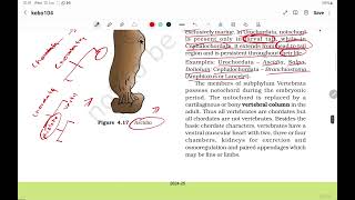 NCERT  BIOLOGY  NEET  CLASS 11  Chapter 4  ANIMAL KINGDOM  Classification of Animal  Part  3 [upl. by Eirrek283]