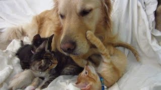 Super Cute Orange Kitten Touching amp Holding Dogs Face on the Couch  Boop Nose  Golden Retriever [upl. by Edwine]