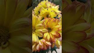 Chrysanthemum ×grandiflorum shortvideo SodaCHHIM [upl. by Penland134]