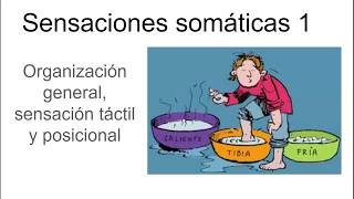 Sensaciones somáticas 1  Fisiología [upl. by Narak]