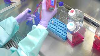 Thawing Cells Cell Culture Basics [upl. by Danice845]