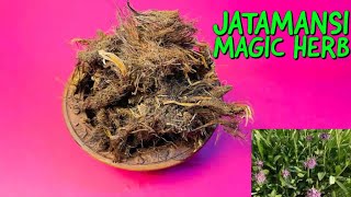 Jatamansi for Hair Growth Stress amp Premature Greying  What Is Jatamansi [upl. by Diogenes872]