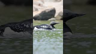 Blackthroated Loon 큰회색머리아비 [upl. by Eizeerb60]