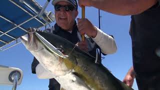 Angler Chronicles Yellowtail at Cedros Island [upl. by Sydalg]