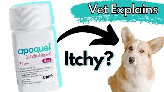 What is Apoquel and Does your Dog Need It Dr Dan Explains [upl. by Ainar]