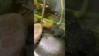 Tongfeeding my fire bellied toads [upl. by Mandelbaum]