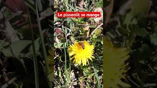 Le pissenlit se mange nature jardin plante [upl. by Odlamur126]