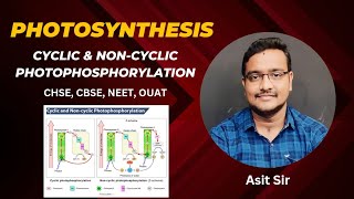 Cyclic amp Noncyclic Photophosphorylation asitbotany2107 [upl. by Kcirednek]