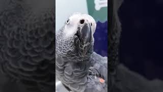 Rhinolith in birds🦜shorts shortsvideo parrots birds veterinarymedicine birdlovers feathers [upl. by Sol]