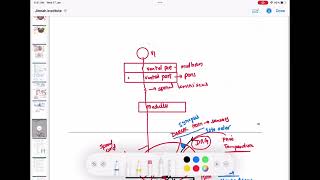 Spinothalamic tract  Ascending tracts of spinal cord neurology 61  First Aid USMLE Step 1 [upl. by Aiker524]