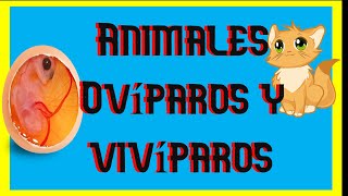 👉 3º Elemental 💥 Así NACEN los ANIMALES  vivíparos ✔ ovíparos [upl. by Duarte645]