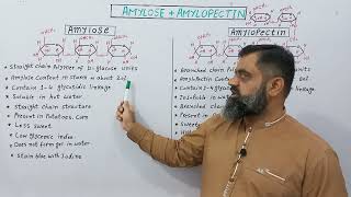 Difference between Amylose and Amylopectin English medium profmasoodfuzailAmylose Amylopectin [upl. by Urian424]