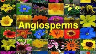 Angiosperms Flowering Plants [upl. by Scribner]