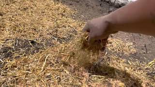 Extreme growth in grass Ezstraw seeding mulch with tack and fast lawn grass seed mixture [upl. by Oz]