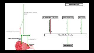 Mechanisms of Spasticity and Baclofen Biochemical amp Macroscopic [upl. by Nevyar]