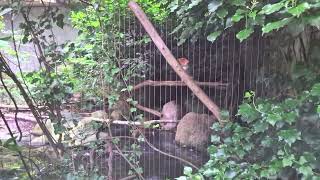 Dierenpark In Amersfoort visiting on 24 August 2024 6 of 48 dierenpark zoo amersfoort [upl. by Aihk]