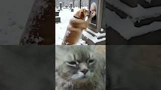 Dog crying on his owners grave  like and subscribe [upl. by Theta]