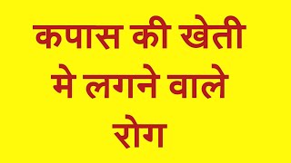 कपास की खेती को बचाये इन रोगो से तब उत्पादन में 30  की वर्द्धि होगी [upl. by Ydneh269]