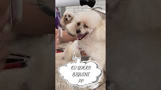 Irmãs poodles que se amam [upl. by Navarro743]