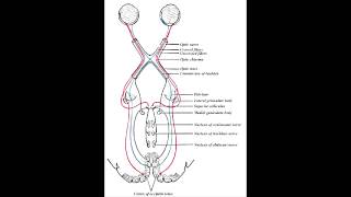 Visual Field Defects Meyers Loop amp Dorsal Optic Radiation [upl. by Nitsugua]