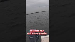 Striper bass fishing on light tackle in raritan bay New Jersey [upl. by Dari415]