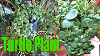 How to grow STRING OF TURTLES Peperomia prostrata [upl. by Ahseena722]