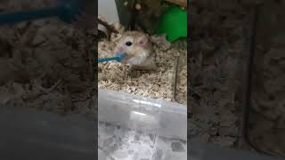 Play time with Fat Tail Gerbil aka Duprasi Doop [upl. by Bremer]