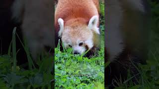 🐼 Red Panda Cute Munching on Bamboo – The Most Adorable Feeding Ever 🎋😍 4K RedPanda CuteRedPanda [upl. by Iclehc]