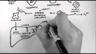 Bilirubin 1  Bilirubin Pathway [upl. by Rolph]