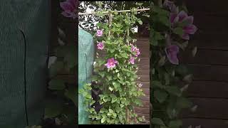 Beautiful Clematis Flowering Time Lapse 4K [upl. by Granlund]