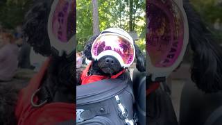 dogs motorcycle motorbike doggles doglover dog cruising bikelife pooch petlover pets pet [upl. by Cherie]