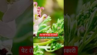 Stomachache remedy in Ayurveda  shorts viralvideo ayurved ytshorts [upl. by Airrat]