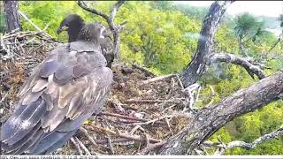 AEF NEFL Eagle Cam 3618 Spirit and his Pinecone [upl. by Onitsuj481]