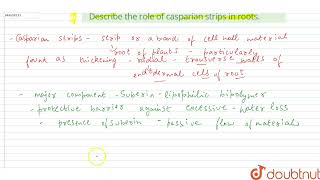 Describe the role of casparian strips in roots  12  TRANSPORT IN PLANTS  BIOLOGY  VMC MOD [upl. by Hughes]