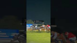 Horse Races in Abu Dhabi😇✨ motivational motivationalquotes horseracing abudhabi mindset elite [upl. by Herrera]