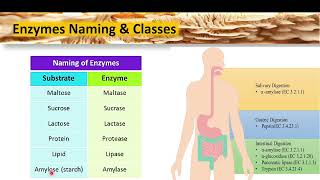 Enzyme Chemistry  Lecture 1 [upl. by Amjan]