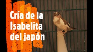 cría isabelita del japón [upl. by Akimert]