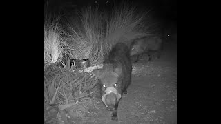 Javelina gets into trash Bubbles returns 112724 [upl. by Missak]