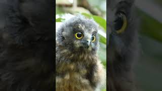 Morepork Ninox novaeseelandiae birds birdwatching owl owlphotography [upl. by Haletky]