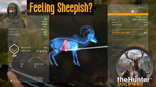 Feeling Sheepish theHunter Call of the Wild [upl. by Laertnom]