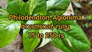 philodedron rare varitiesamp Aglonima🥰 15 to250 rs [upl. by Ennaer]