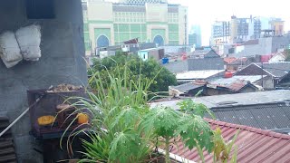 Fira Hendra sedang live sekarang Hujan deras sore [upl. by Ginnifer]