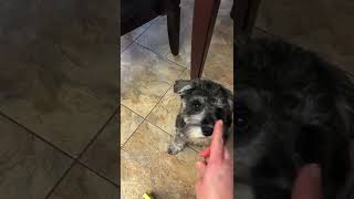 🐶 Spot the Mini Schnauzer learns a trick [upl. by Dom720]