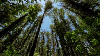 The Wind in the Trees  10 Hours of Natural White Noise [upl. by Montanez]