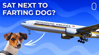 Farting Dog Disrupts Flight Singapore Airlines Passengers Demand Refund [upl. by Asiul]