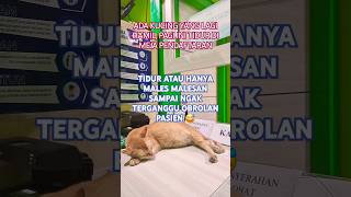 KUCING HAMIL  syarhan ruralhealthcare [upl. by Alletnahs652]